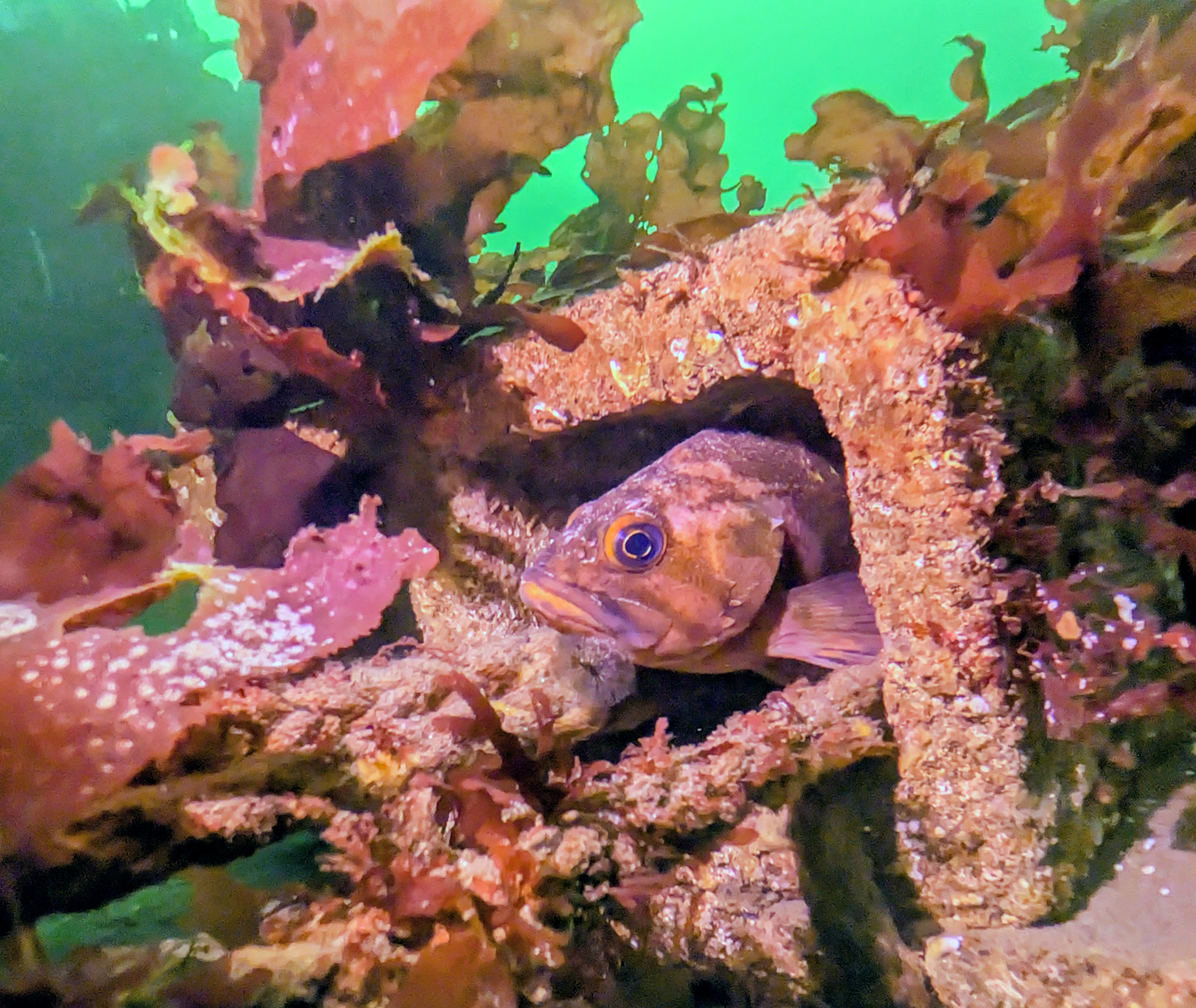 Edmonds rockfish