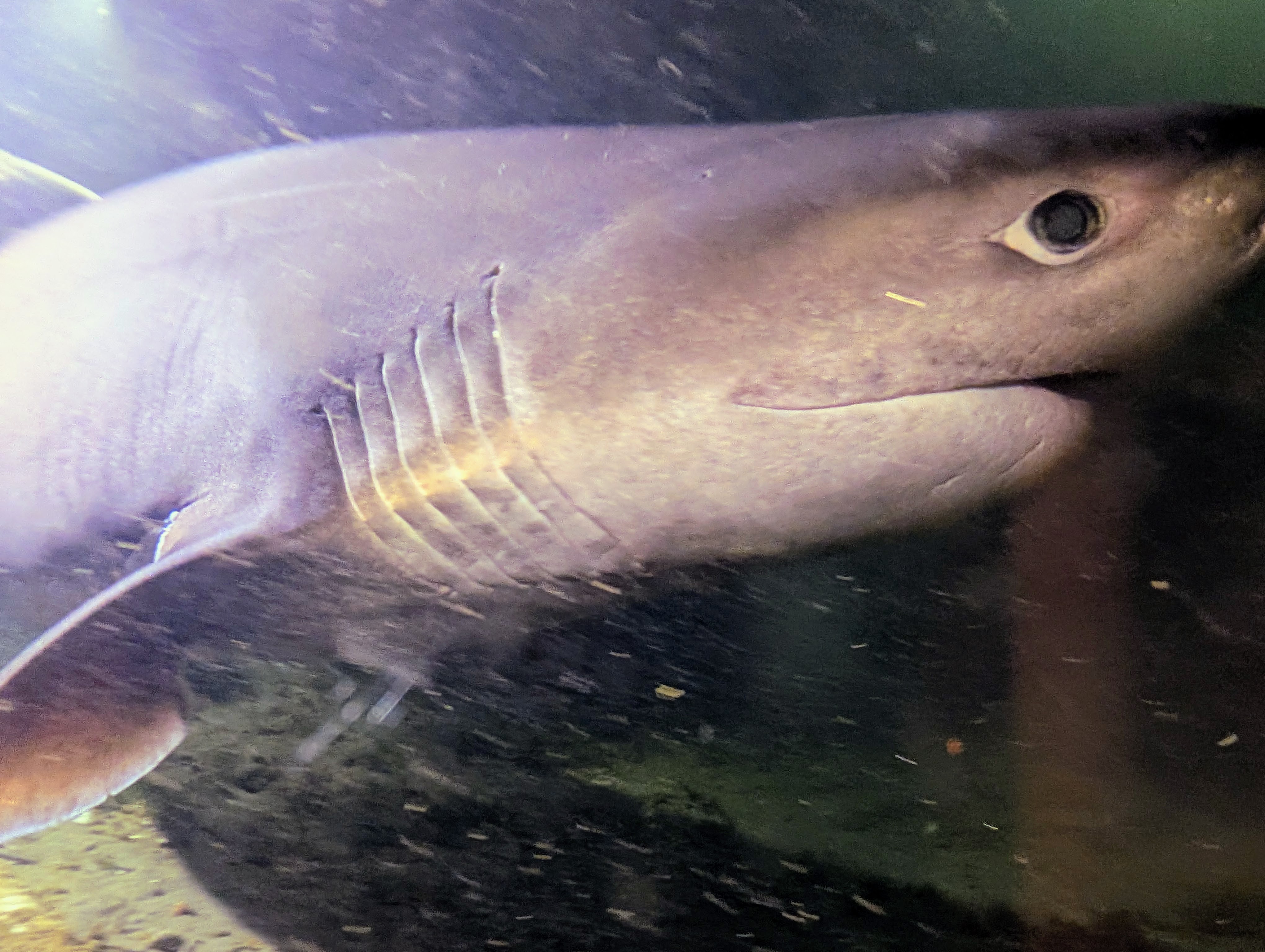 Sixgill shark